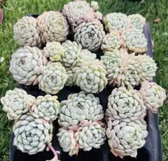 SALE！多肉植物　ラノリンボール　9株 根土付き発送　エケベリア韓