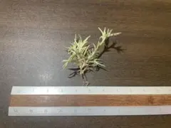 Tillandsia capillaris1 白花 - メルカリ