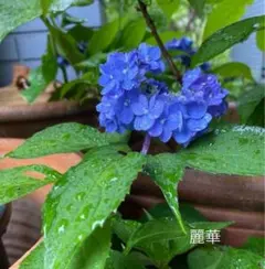 sa_ya♡様 リクエスト 2点 まとめ商品