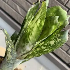ブロメリア・エアープランツ Billbergia Toneprai Moulin Brush Billbergia Toneprai Moulin Brush - メルカリ