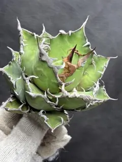 2026年最新】アガベの人気アイテム - メルカリ