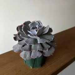 coco618様 リクエスト 2点 まとめ商品