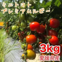 翌日受け取り可能な方☆】 訳あり ミニトマト サイズいろいろ 3キロ