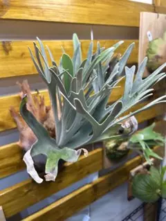 ビカクシダセット15株 エルサOCなど 2025年最新】elsa ビカクシダの人気アイテム - メルカリ