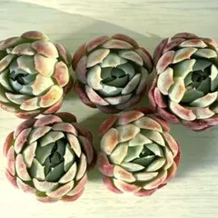 NEW‼️154 ストロベリーアイス　大きめ5株セット　多肉植物　人気エケベリア