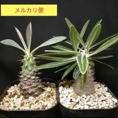 2025年最新】ホロンベンセ 現地球の人気アイテム - メルカリ