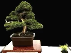 2026年最新】真柏模様木の人気アイテム - メルカリ