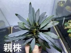 2026年最新】ホマロメナ 赤備の人気アイテム - メルカリ