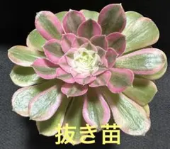 2026年最新】アエオニウムの人気アイテム - メルカリ