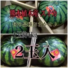 熊本県産 すいか 夢未来 4Lサイズ 2玉セットです。1玉9.5kg前後です 