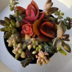 多肉植物カット ちまちまセット 只今プレゼント付き