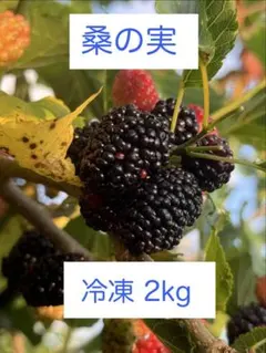 冷凍桑の実　マルベリー2kg【2026年収穫】のサムネイル