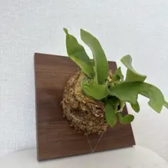 2026年最新】ビカクシダ板付けの人気アイテム - メルカリ