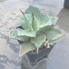 雷神　ポタトラム　抜き苗　根付き　多肉植物