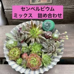 2026年最新】センペル ビウム セットの人気アイテム - メルカリ