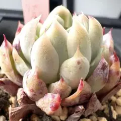 どっしり！超超激レア！！おらいさん♡ミックスベリア　三日月！抜き苗　多肉植物