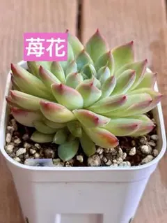 子株付き　熟株　大苗　苺花　多肉アン根付き苗 プレステラ90