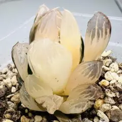 亀*吉様 多肉植物 ハオルチア オブツーサ錦 極上透明窓 美苗