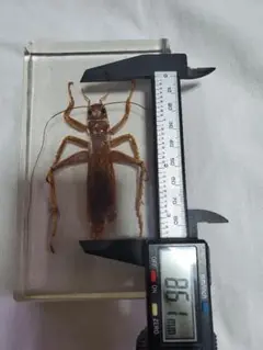 オバケコロギス樹脂標本 オバケコロギス オバケコオロギ 樹脂標本 - メルカリ