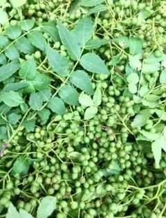 宮城県産　山椒の実 300gのサムネイル