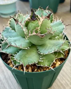 2026年最新】アガベフィリグリーの人気アイテム - メルカリ