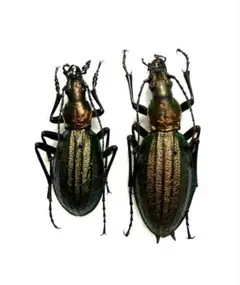 オサムシ標本 ロシア産ホソクビナガオサムシ♀ - メルカリ