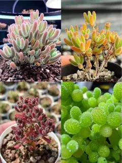 なつめ様 リクエスト 2点 まとめ商品