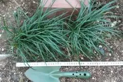 抜き苗　リュウノヒゲ