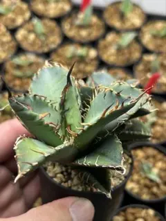 2026年最新】オテロイ実生の人気アイテム - メルカリ