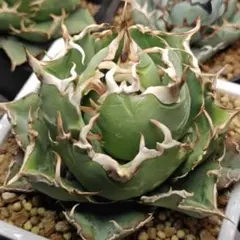 2025年最新】白鯨 子株の人気アイテム - メルカリ