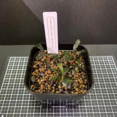 Bucephalandra sp.Kedagang 水上葉 2株ネームタグ付き① - メルカリ