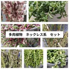 多肉植物　ネックレス系　セット　カット苗