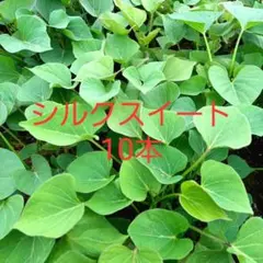 茨城県産 さつまいも苗 シルクスイート 10本 予備苗2本です。 - メルカリ