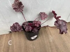 angerica様 リクエスト 2点 まとめ商品