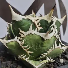 959【上澳園芸】 アガベ チタノタ shangao-010 炎輪(えんりん) - メルカリ