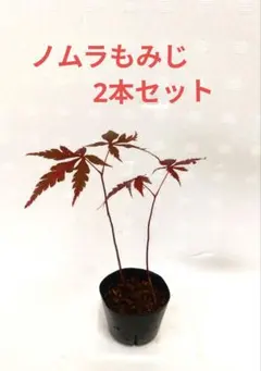 ノムラもみじ☆2年もの☆2本セット☆もみじミニ盆栽☆N8のサムネイル