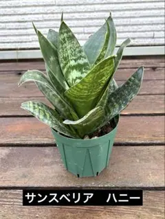 꿀싹 들어간 산스벨리아 ④ ‼️ 약 22.5cm, 사이즈 3.5, 타입 4 ※ 냄비와 함께 배송 ‼️