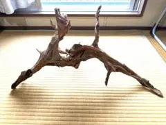 流木オブジェ　一点物　チョウザメ 流木オブジェ 一点物 チョウザメ - メルカリ
