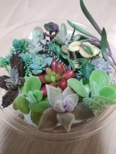 ［user_2ed10d66様］ちょっと訳あり＋660円多肉植物カット苗セット⑬