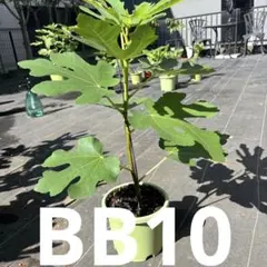 イチジク小苗　Dan’BB10 ㊷ イチジク小苗 Dan'BB10 ㊷ Dan's BB10（ダン氏のブラック
