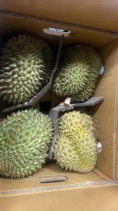 訳あり】完熟タイ産ドリアン5.0kg 佐川冷蔵発送 - メルカリ