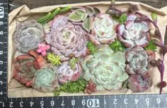 多肉植物　寄植えセット【C】　カット苗　エケベリア　セダム　韓国苗