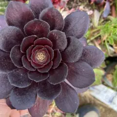 51#多肉植物アエオニウム❤️ 花顏黒牡丹 ❤️1大頭5小　頭23cm拨き苗 アエオニウム成長記録2022春② | grow plants 〜いつも一緒に〜