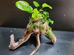 いっけー様 リクエスト 2点 まとめ商品