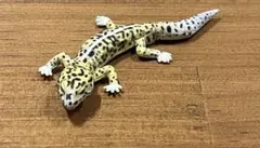 フルタ製菓 チョコエッグ ペット動物 ヒョウモントカゲモドキフィギュアのサムネイル