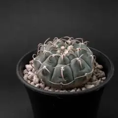 バッテリー （国内実生） ギムノカリキウム #266のサムネイル