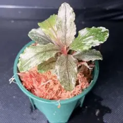 Bucephalandra sp.PinkVariegatedピンクバリエガータ 超レア！ブセファランドラsp.ピンクバエリガータの成長過程 - たなごGo！