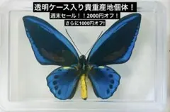 極美麗世界最大亜種！！ゴライアストリバネアゲハ ペア 外国産昆虫標本