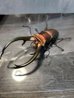 エラフスホソアカクワガタ　いきもの大図鑑