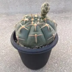 サボテン　バッテリー　ギムノカリキウムのサムネイル